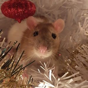 Meet your Posher, Tess